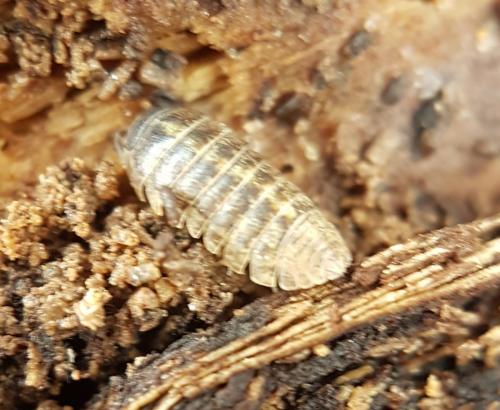 Armadillidium vulgare